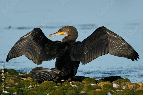 Great cormorant (Phalacrocorax carbo) in its natural enviroment