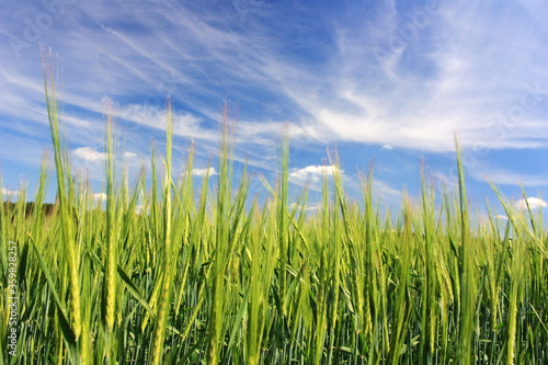 Green rye sprouts in the field