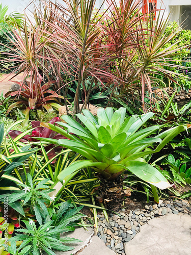 Alcantarea brasiliana or Brasiliana bromeliad. photo