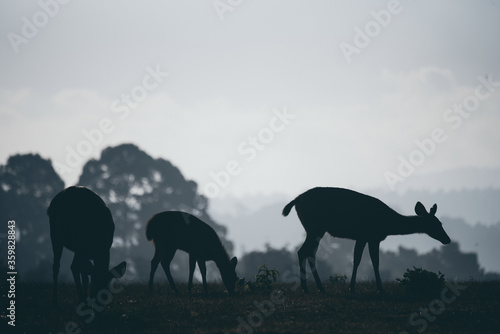 Nature in the morning tropi...