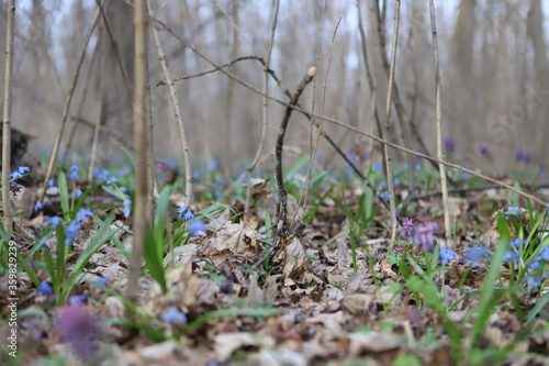 grass and flowers