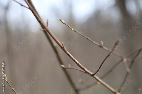 branches of a willow
