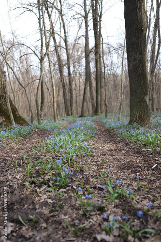 footpath in the woods