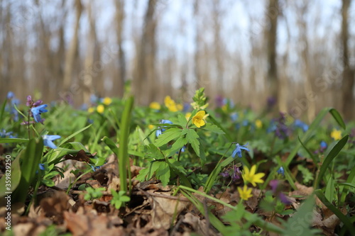 spring in the garden