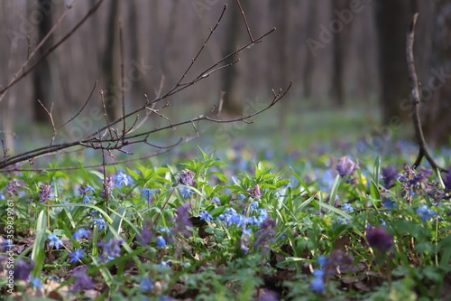 wild flowers in spring