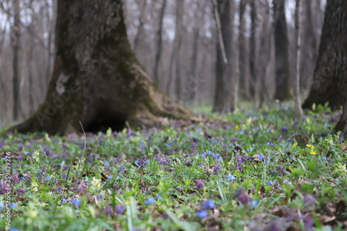 tree in the forest