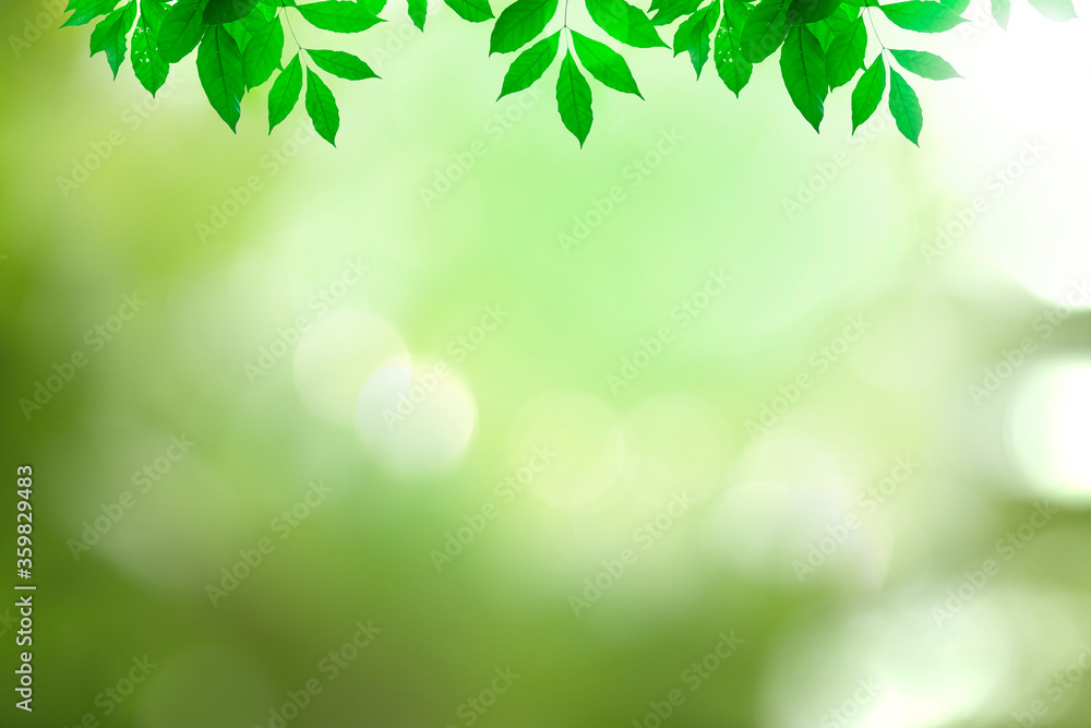 Green leaves blurred background with beautiful bokeh Green leaves blurred background with beautiful bokeh