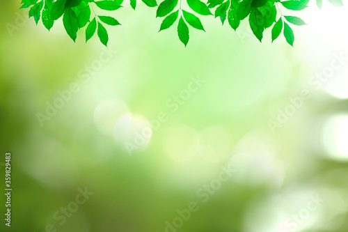 Green leaves blurred background with beautiful bokeh