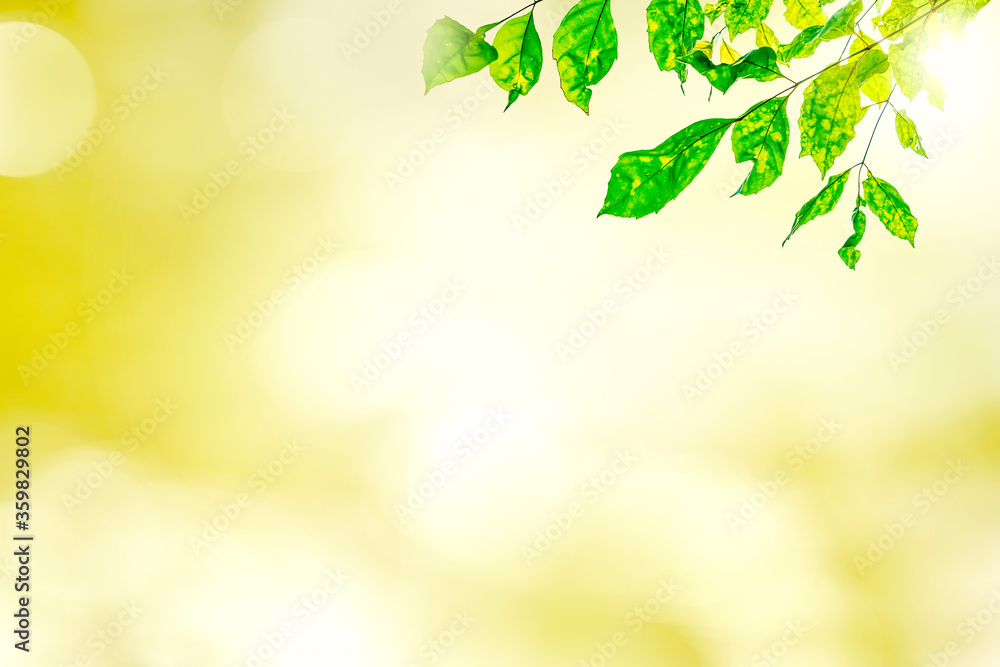 Green leaves blurred background with beautiful bokeh Green leaves blurred background with beautiful bokeh