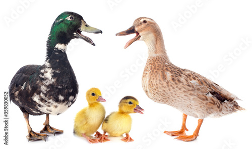 family ducks in studio