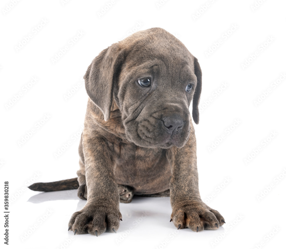 Obraz premium puppy cane corso
