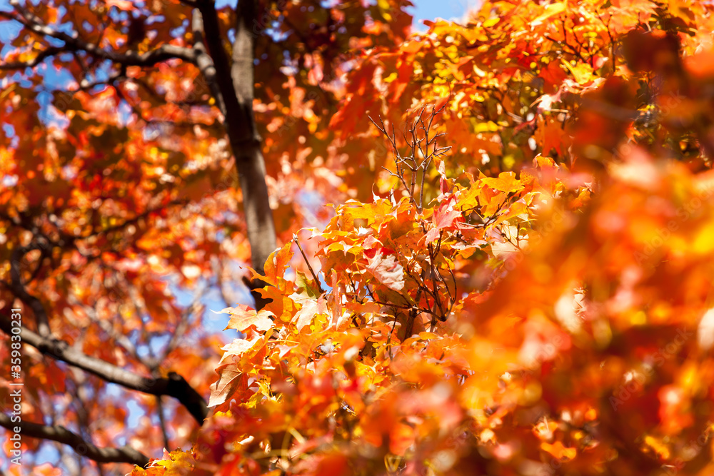 Autumn colors leaves of liquid amber tree selective focus on image center in full frame background Autumn colors leaves of liquid amber tree selective focus on image center in full frame background