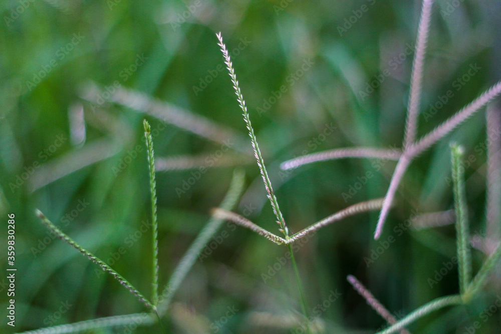 selective focus on grass. beautiful image for wallpaper selective focus on grass. beautiful image for wallpaper