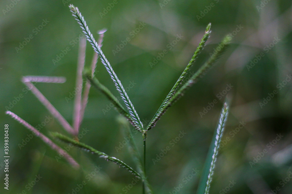 selective focus on grass. beautiful image for wallpaper selective focus on grass. beautiful image for wallpaper