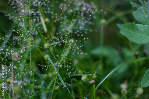 selective focus on grass. beautiful image for wallpaper