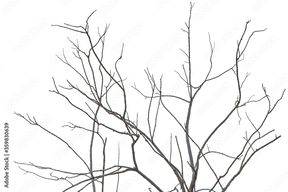 Small tree branch isolated on white background Small tree branch isolated on white background