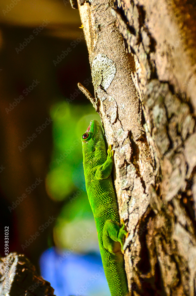 Gecko - Endemic green gecko from Mauritius - (Phelsuma ornata) Gecko - Endemic green gecko from Mauritius - (Phelsuma ornata)