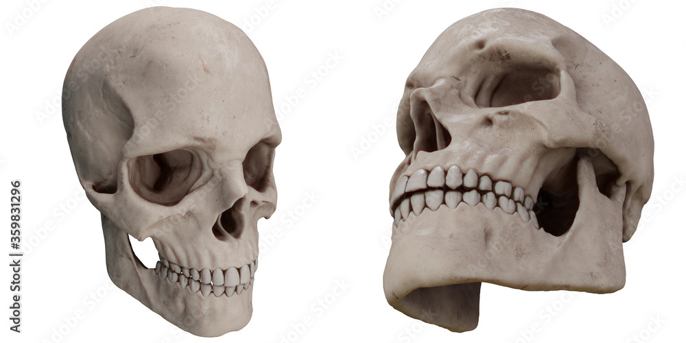 skull real anatomy - obrazy, fototapety, plakaty 