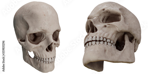 skull real anatomy photo