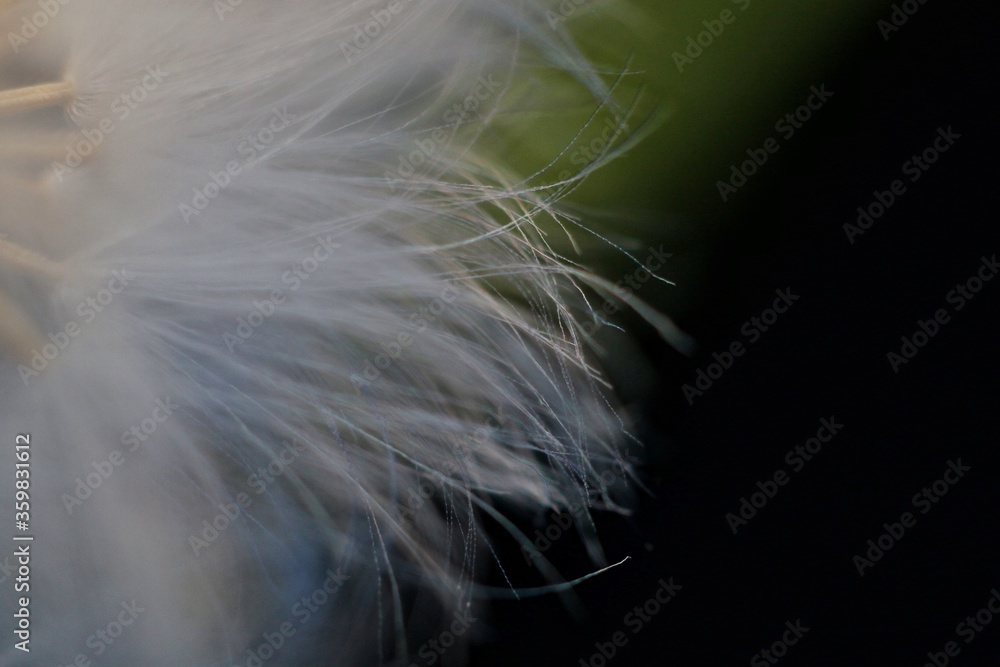 Obraz premium grass flower known as Bandotan. Closed up photography.