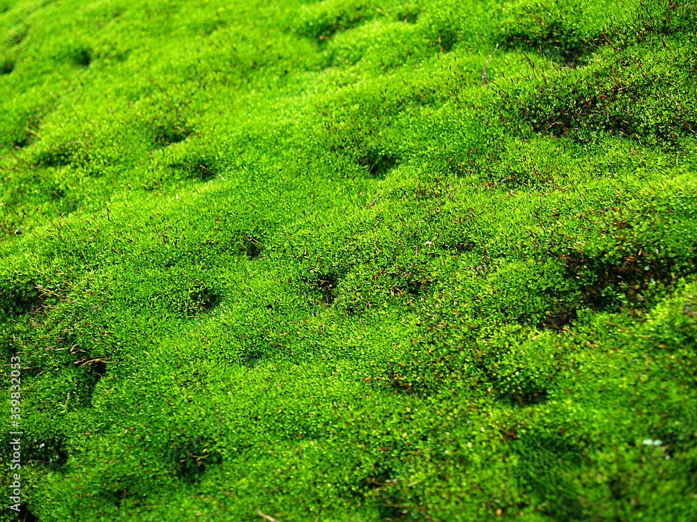 green moss cover on the rock texture background