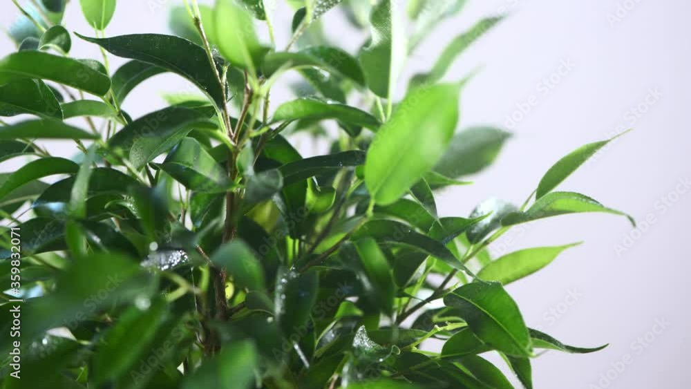 Close up video of watering plant. Home gardening concept. Ecology Close up video of watering plant. Home gardening concept. Ecology