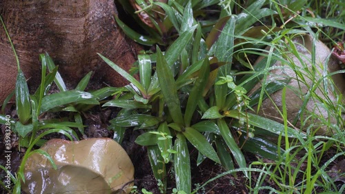 Wet Purple Oyster plants during rainy weather on forest floor of tropical island photo