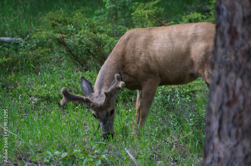 Mule Deer Buck