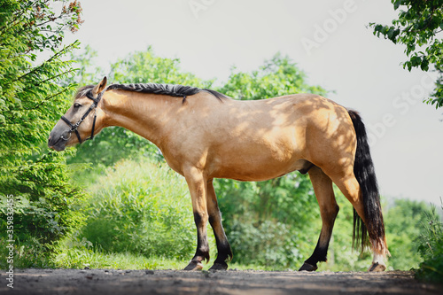 young draft buckskin gelding horse in bridle standing on road in summer
