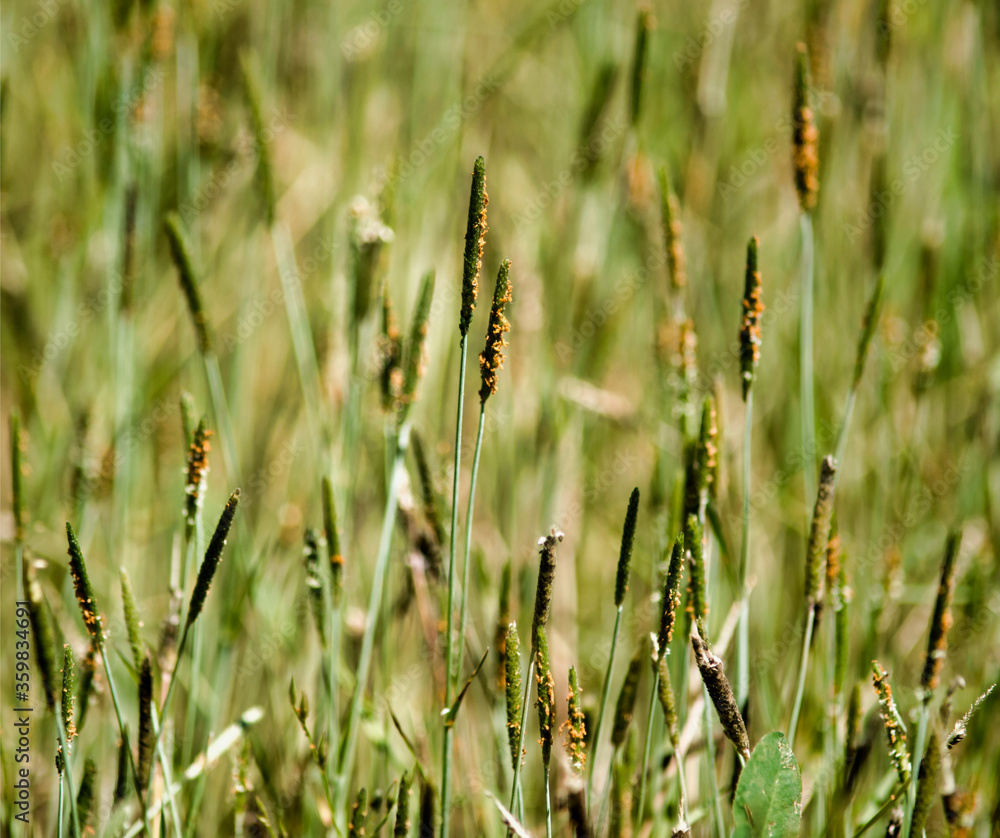 Carex dans les marais de Péronnas, France Carex dans les marais de Péronnas, France