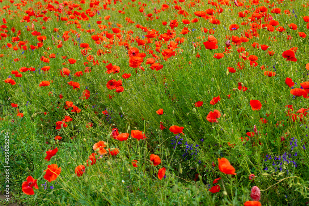 red poppies on the green plain in the sunlight