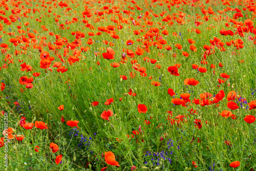 red poppies on the green plain in the sunlight