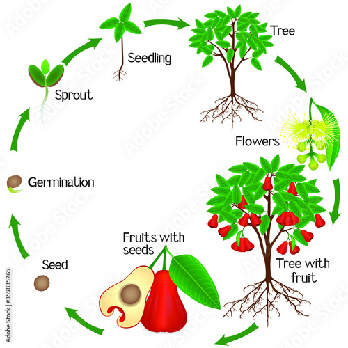 A growth cycle of rose apple plant on a white background.