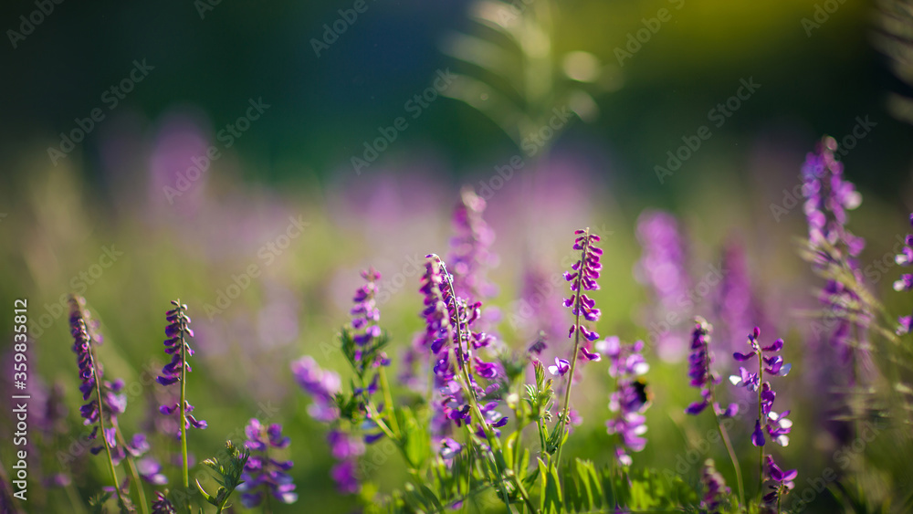 Naklejka premium Ladybugs and bees pollinate lupine field