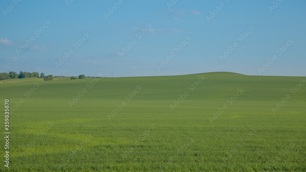 Field of clover in the hills under the summer cloudless sky