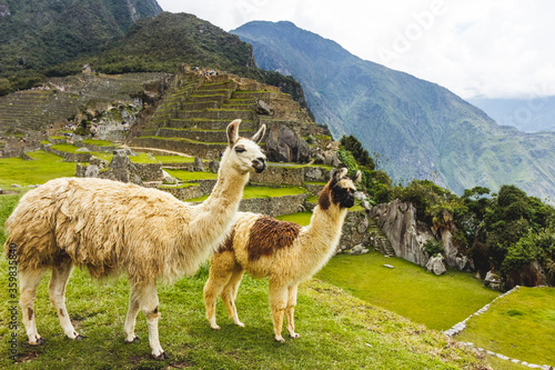Peruvian llama in the Incan citadel Machu Picchu - Cuzco, Peru