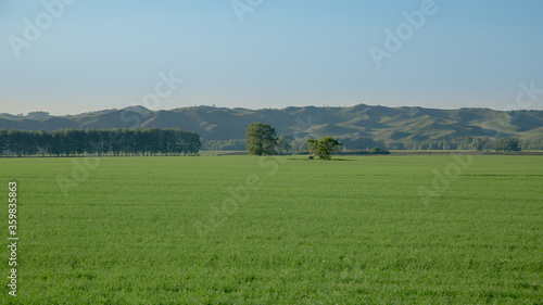 Field of clover in the hills under the summer cloudless sky
