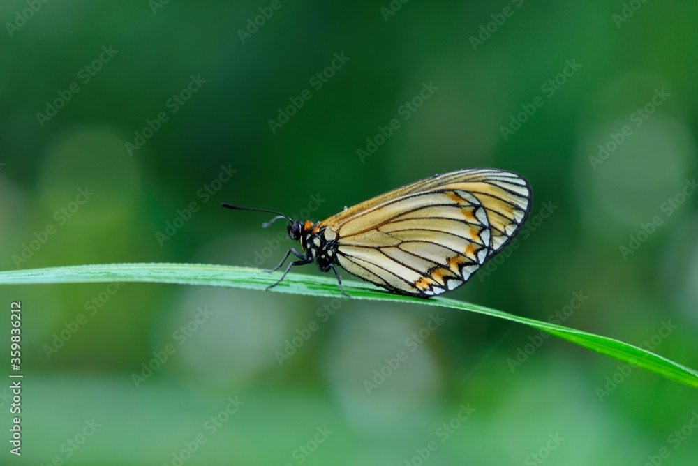 Butterfly larvae from the Taiwan (Acraea issoria formosana) Thin butterfly. Butterfly larvae from the Taiwan (Acraea issoria formosana) Thin butterfly.