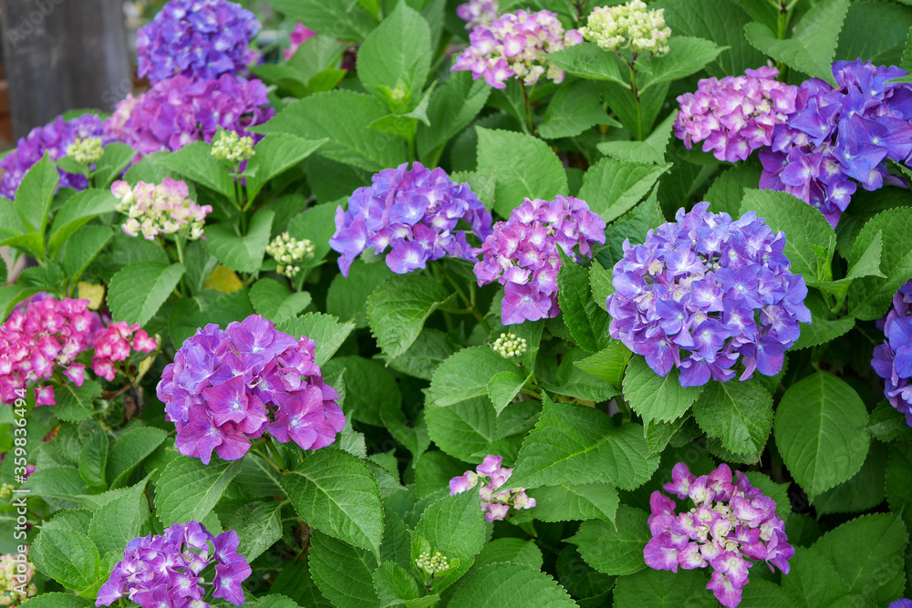 庭の紫陽花06 庭の紫陽花06