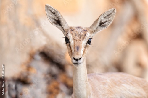 chinkara © DineshKumar