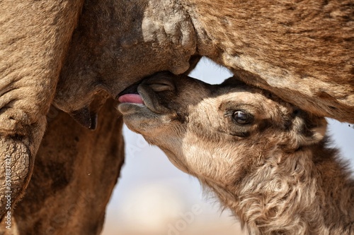 Camel child in desert national park jaisalmer, rajasthan