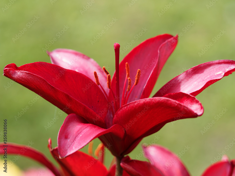Gros plan sur fleur de lis ou lys asiatique, hybride, aux pétales rouge foncé pourpré et lumineux Gros plan sur fleur de lis ou lys asiatique, hybride, aux pétales rouge foncé pourpré et lumineux