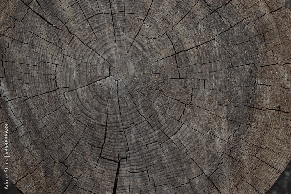 Fototapeta premium old wood texture