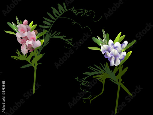 wild plants with violet and pink flowers isolated on black