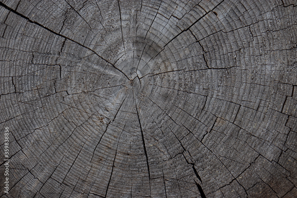 Fototapeta premium old wood texture