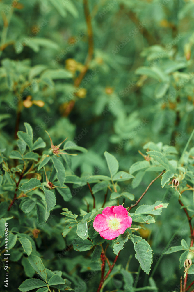 Rosehip bush with a pink flower grows on the street. Rosehip bush with a pink flower grows on the street.
