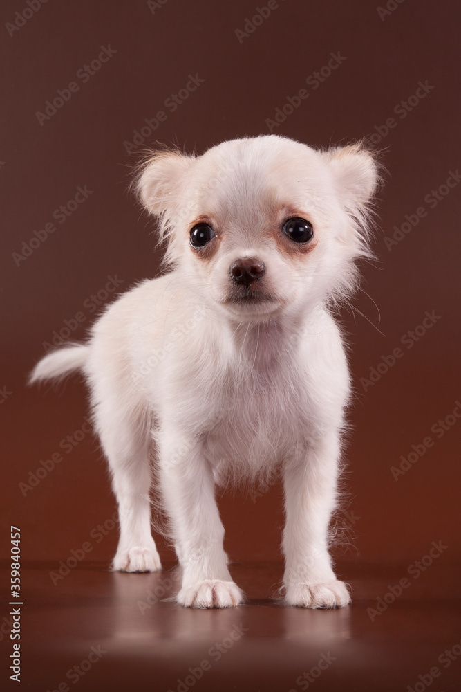 Puppy Chihuahua on a brown background.
Puppy Chihuahua on a brown background.