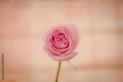 Close up macro shot of a bouquet of Secret Garden roses variety, studio shot, pink flowers