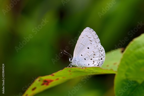 Butterfly larvae from the Taiwan ( Acytolepsis puspa myla.)Indigo Grey Butterfly).  © chienmuhou