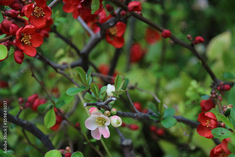 Obraz premium 赤と白のボケの花